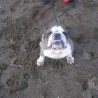 Bruno